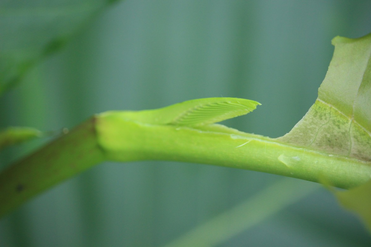 Dillenia suffruticosa (Griff.) Martelli